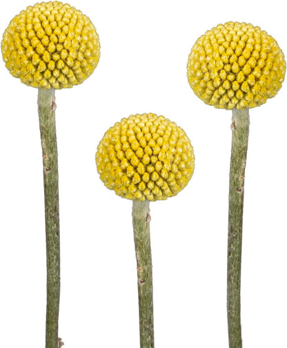 Premium Natural Golden Billy Button Stems