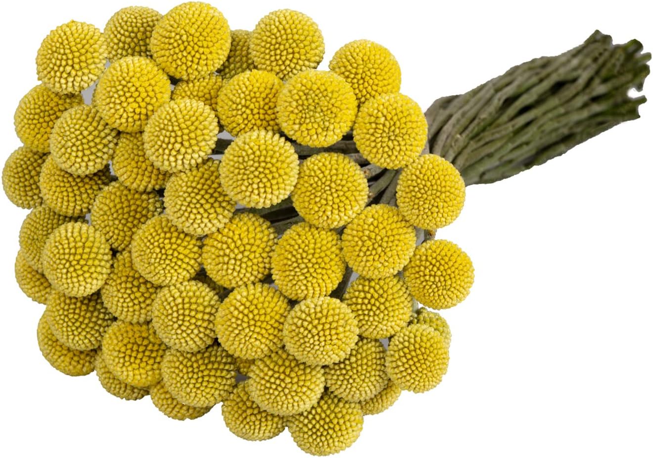 Premium Natural Golden Billy Button Stems