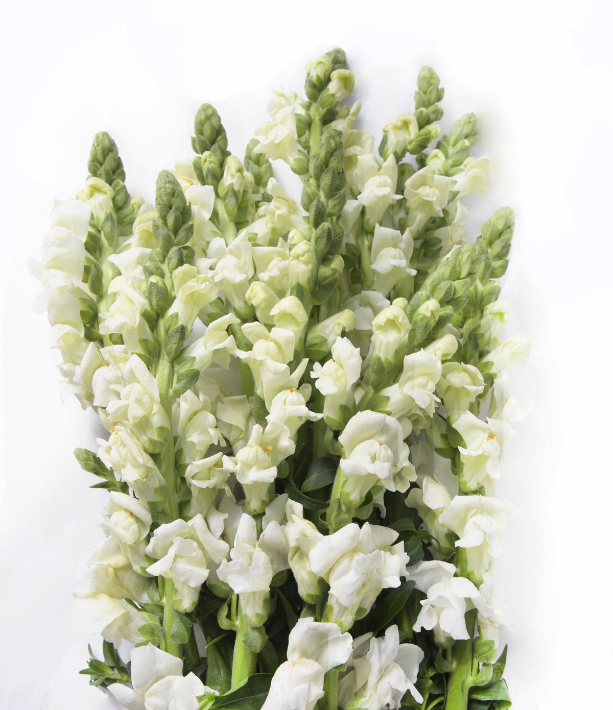 Premium Fresh California Snapdragon Bulk Box