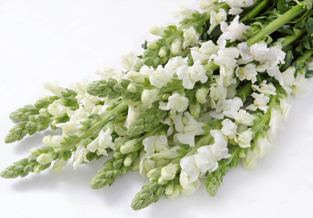 Premium Fresh California Snapdragon Bulk Box
