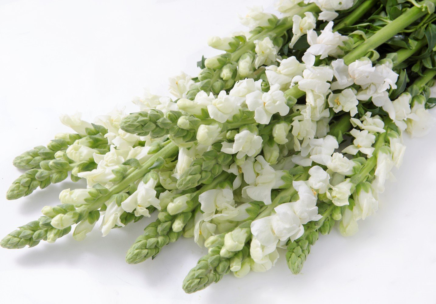 Premium Fresh California Snapdragon Bulk Box