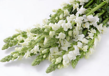 Premium Fresh California Snapdragon Bulk Box