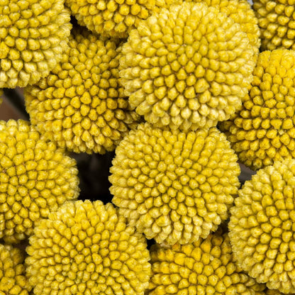 Premium Natural Golden Billy Button Stems
