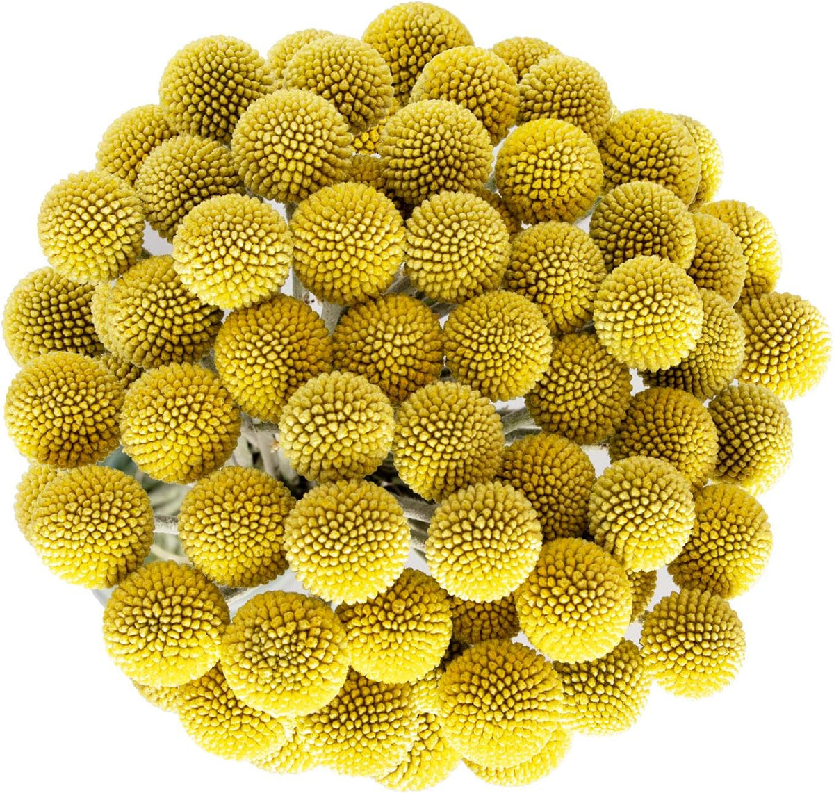 Premium Natural Golden Billy Button Stems