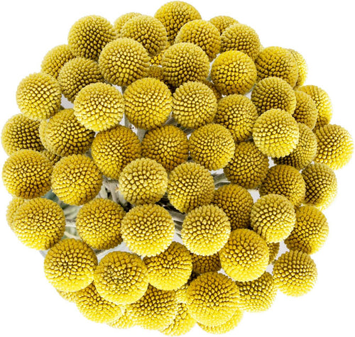 Premium Natural Golden Billy Button Stems